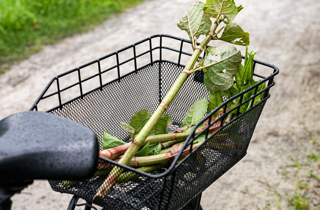 ©ManuelaWilpernig-45_Staudenknöterich ©ManuelaWilpernig-45_Staudenknöterich